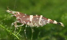 Ninja Kardinalreje (Caridina sarasinorum)